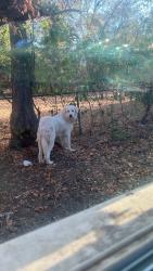 Lost Male Dog last seen Eastled and castleman st fort wort tx, Fort Worth, TX 76119
