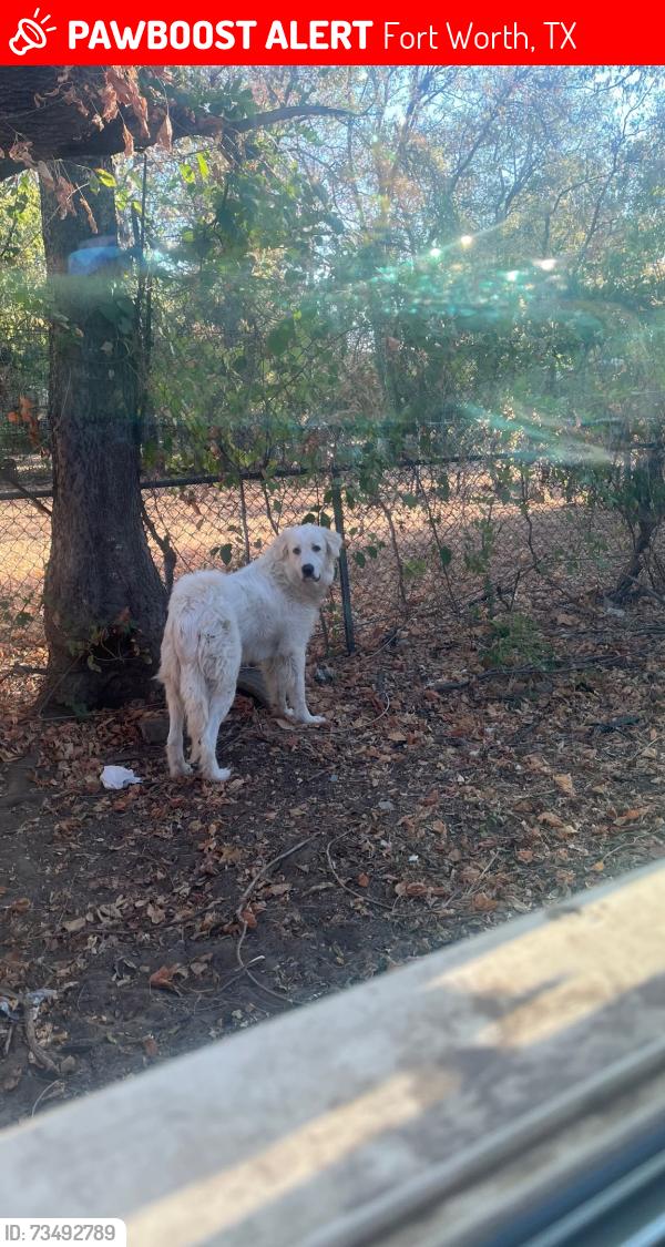 Lost Male Dog last seen Eastled and castleman st fort wort tx, Fort Worth, TX 76119