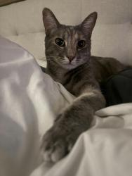 Reunited Female Cat last seen Highland Avenue and Archibald, Rancho Cucamonga, CA 91737