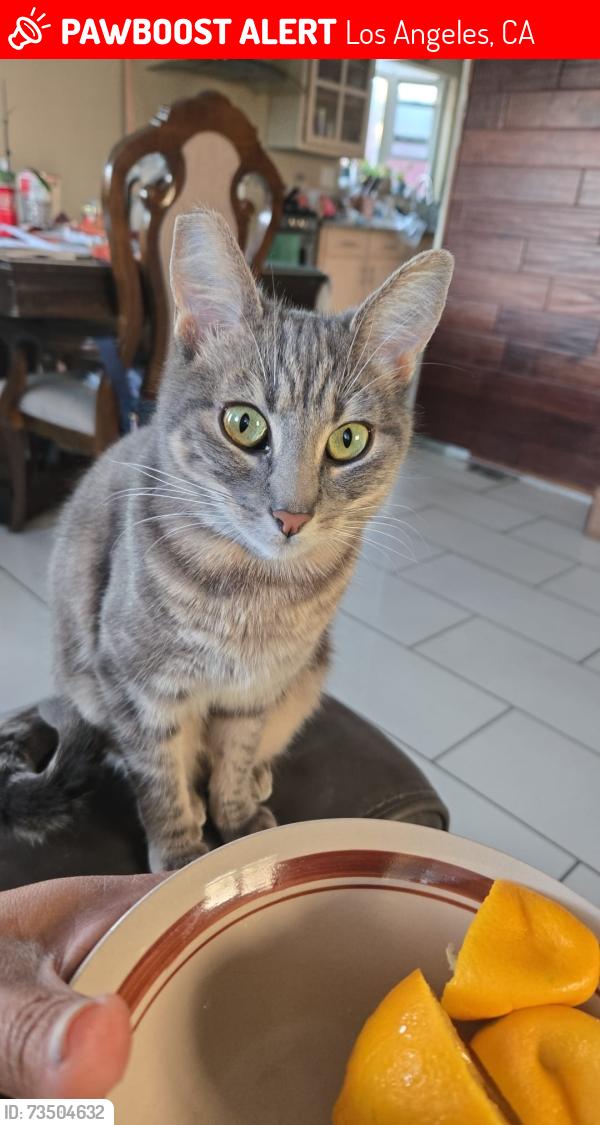 Lost Female Cat last seen Maie Ave & E 91, Los Angeles, CA 90002