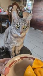 Lost Female Cat last seen Maie Ave & E 91, Los Angeles, CA 90002