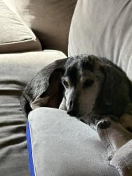 Reunited Male Dog last seen Kierra and Toledo, Sacramento, CA 95821