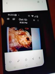 Lost Female Dog last seen Center St & Arkansas, Arlington, TX 76010