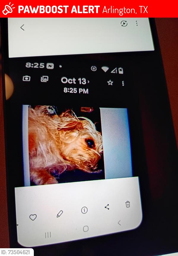 Lost Female Dog last seen Center St & Arkansas, Arlington, TX 76010