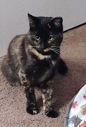 Lost Female Cat last seen S. Stubbs Ave, Provo, UT 84601