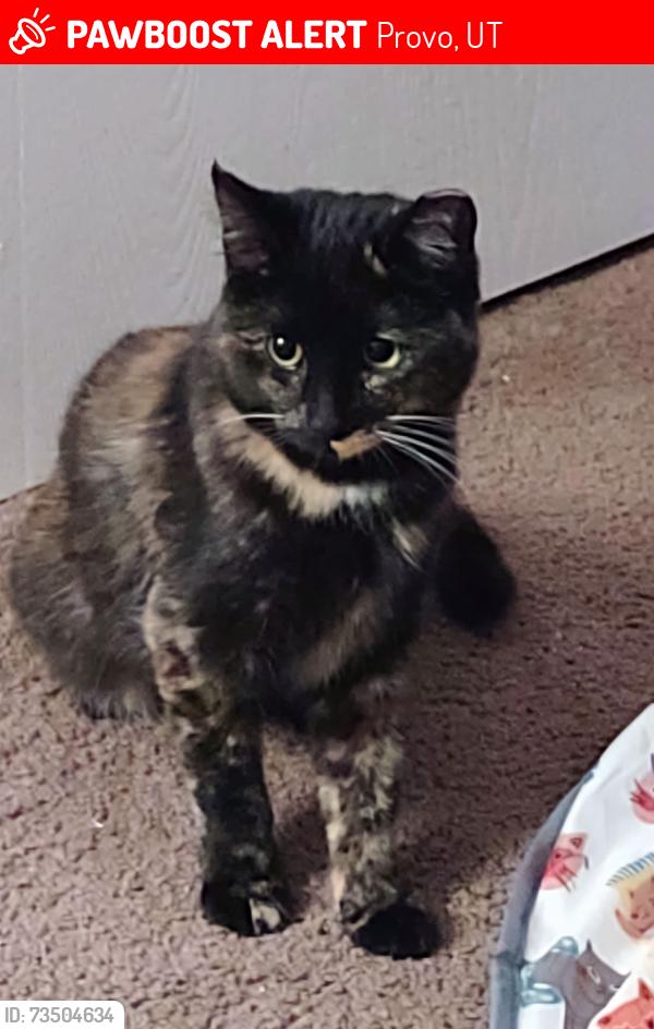Lost Female Cat last seen S. Stubbs Ave, Provo, UT 84601