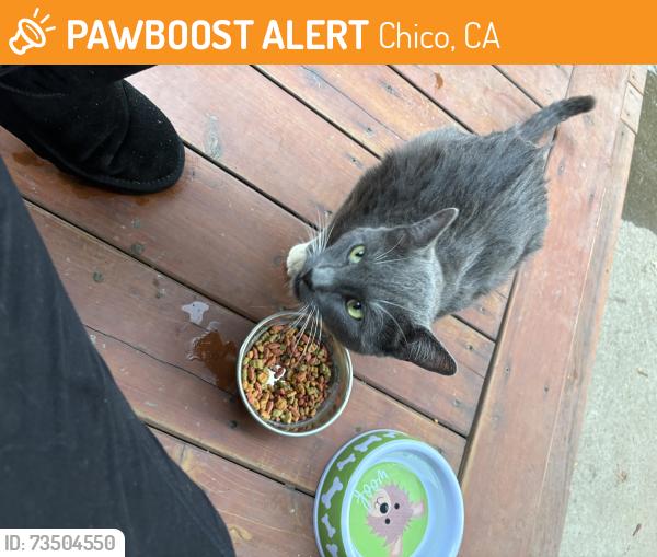 Found/Stray Unknown Cat last seen Idyllwild, Chico, CA 95928