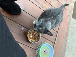 Found/Stray Unknown Cat last seen Idyllwild, Chico, CA 95928