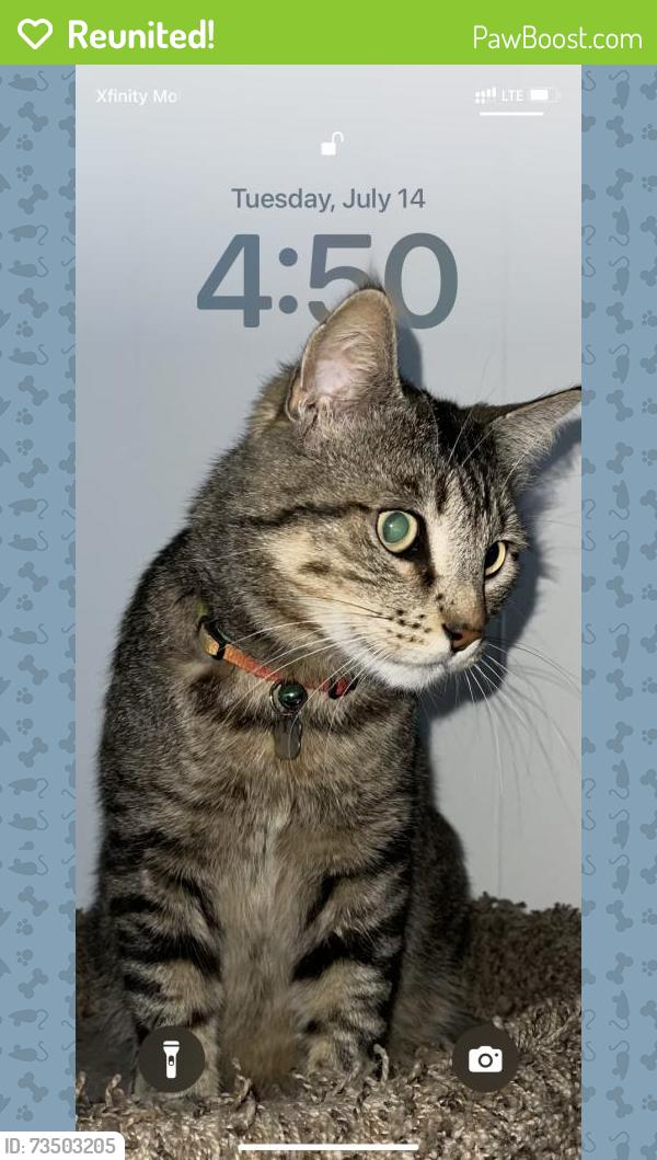 Reunited Male Cat last seen MacArthur Blvd, Oakland, CA, USA, Oakland, CA 94619