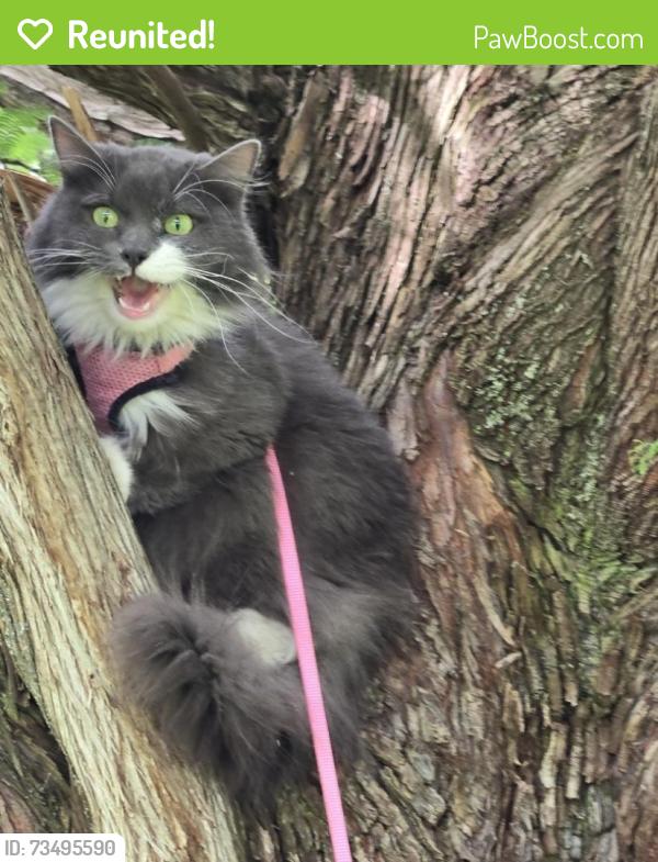 Reunited Female Cat last seen Dissapeared into the forest across the road from Lloyd Park, Elma, WA 98541