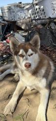 Shelter Stray Female Dog last seen E Turner Ave & N Winery Ave, Fresno Zone Fresno CO 2 93727, CA, 1510 W Dan Ronquillo Dr, Fresno, CA 93706, USA