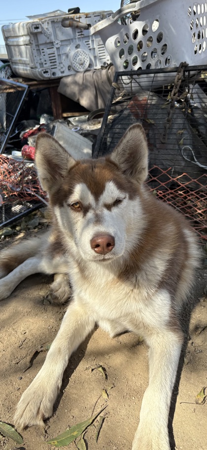 Shelter Stray Female Dog last seen E Turner Ave & N Winery Ave, Fresno Zone Fresno CO 2 93727, CA, 1510 W Dan Ronquillo Dr, Fresno, CA 93706, USA
