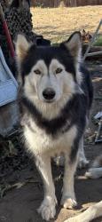Shelter Stray Female Dog last seen E Turner Ave & N Winery Ave, Fresno Zone Fresno CO 2 93727, CA, 1510 W Dan Ronquillo Dr, Fresno, CA 93706, USA
