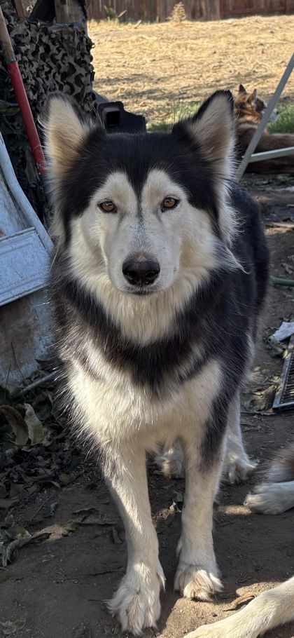 Shelter Stray Female Dog last seen E Turner Ave & N Winery Ave, Fresno Zone Fresno CO 2 93727, CA, 1510 W Dan Ronquillo Dr, Fresno, CA 93706, USA