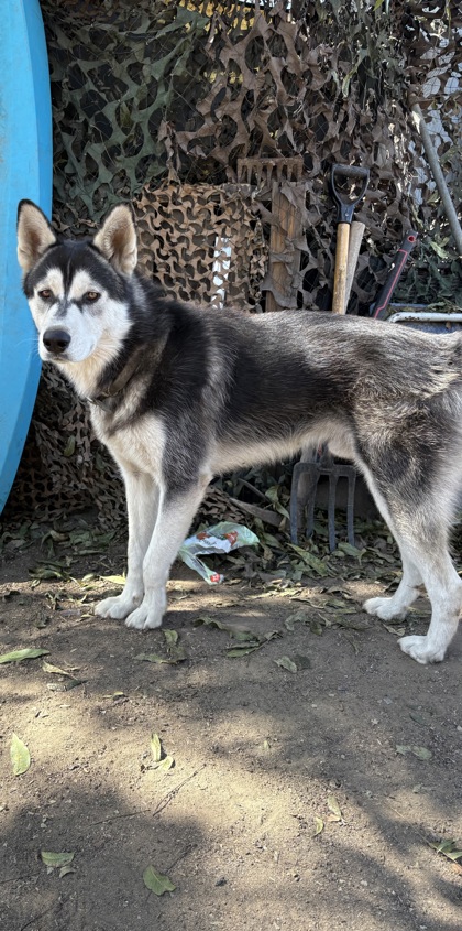 Shelter Stray Male Dog last seen E Turner Ave & N Winery Ave, Fresno Zone Fresno CO 2 93727, CA, 1510 W Dan Ronquillo Dr, Fresno, CA 93706, USA