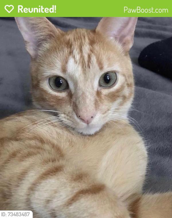 Reunited Male Cat last seen Dunwoody Hills- Roberts Rd and Gettysburg Pl, Sandy Springs, GA 30350