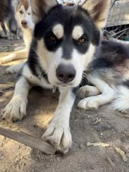 Shelter Stray Female Dog last seen E Turner Ave & N Winery Ave, Fresno Zone Fresno CO 2 93727, CA, 1510 W Dan Ronquillo Dr, Fresno, CA 93706, USA