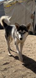Shelter Stray Female Dog last seen E Turner Ave & N Winery Ave, Fresno Zone Fresno CO 2 93727, CA, 1510 W Dan Ronquillo Dr, Fresno, CA 93706, USA