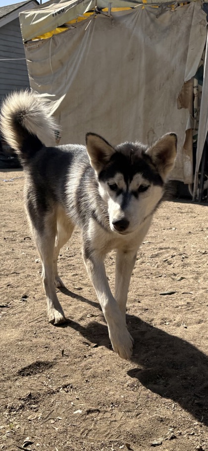 Shelter Stray Female Dog last seen E Turner Ave & N Winery Ave, Fresno Zone Fresno CO 2 93727, CA, 1510 W Dan Ronquillo Dr, Fresno, CA 93706, USA