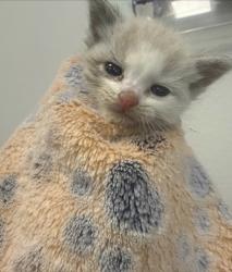 Shelter Stray Female Cat last seen Clovis and Dakota, Fresno Zone Fresno CO 2 93727, CA, 1510 W Dan Ronquillo Dr, Fresno, CA 93706, USA