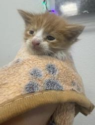 Shelter Stray Male Cat last seen Clovis and Dakota, Fresno Zone Fresno CO 2 93727, CA, 1510 W Dan Ronquillo Dr, Fresno, CA 93706, USA