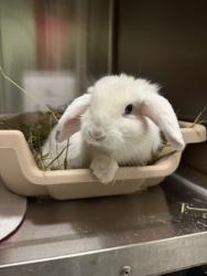 Shelter Stray Female Rabbit last seen Near Marion Av, Oakland,, 1101 29th Ave, Oakland, CA 94601, USA