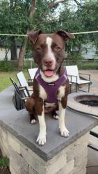 Reunited Female Dog last seen Bryant, Minneapolis, MN 55430