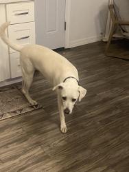 Reunited Female Dog last seen Flora Way - Kiffin Elementary School, Golden, CO 80401