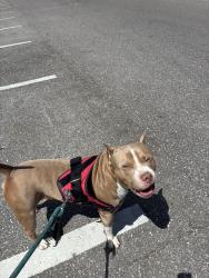 Reunited Male Dog last seen Mainland Blvd., Pinellas Park, Pinellas Park, FL 33782