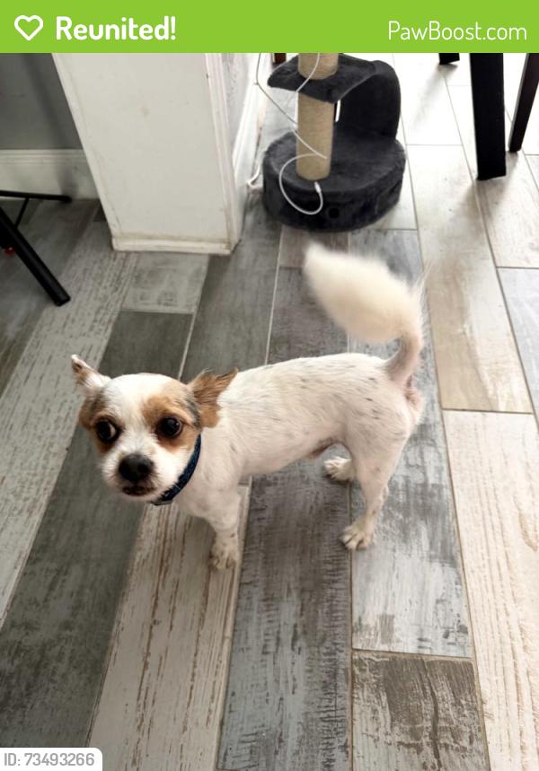 Reunited Male Dog last seen chickasaw and Millinockett., Orange County, FL 32825