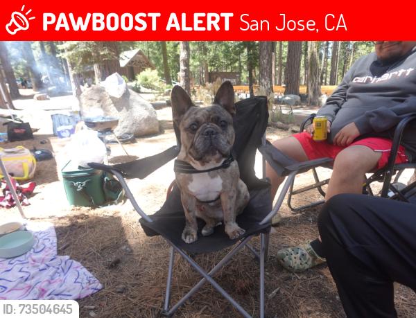 Lost Male Dog last seen Bendorf dr, San Jose, CA 95111