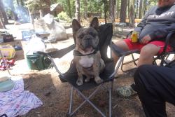 Lost Male Dog last seen Bendorf dr, San Jose, CA 95111