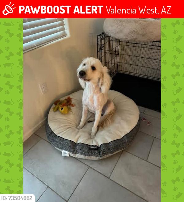 Lost Male Dog last seen Inkwood ln and starbridge in starvalley, Valencia West, AZ 85757