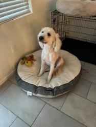 Lost Male Dog last seen Inkwood ln and starbridge in starvalley, Valencia West, AZ 85757