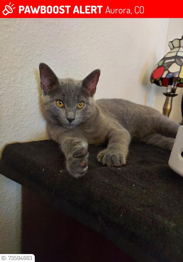 Lost Female Cat last seen Water field court apmts, Aurora, CO 80013