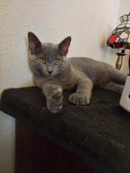 Lost Female Cat last seen Water field court apmts, Aurora, CO 80013