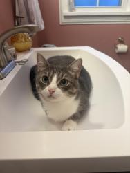 Reunited Female Cat last seen Haverford and Kessler, Indianapolis, IN 46220