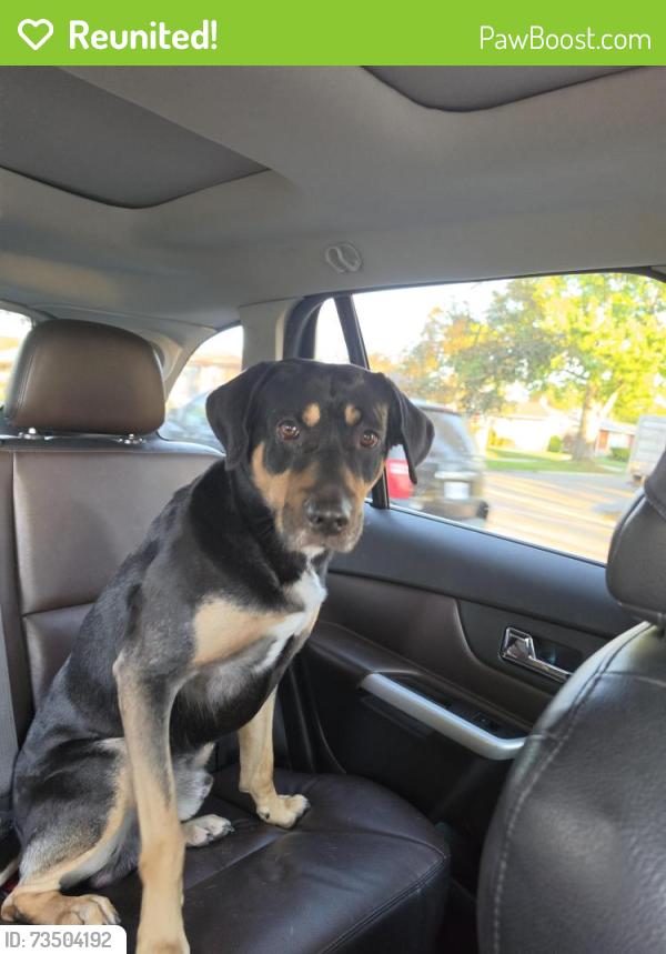 Reunited Male Dog last seen Mavis and englinton, Mississauga, ON L5V 3C2