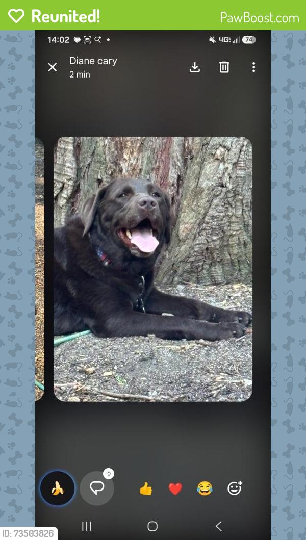 Reunited Female Dog last seen Rosebay Drive and Snapdragon Street, Encinitas, CA 92024