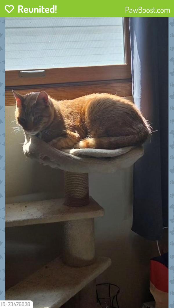 Reunited Male Cat last seen Near n Alexander appleton wi 54911, Appleton, WI 54911