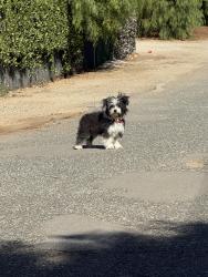 Found/Stray Female Dog last seen Escondido Canyon Road and Tyndall Road, Agua Dulce, CA 91390