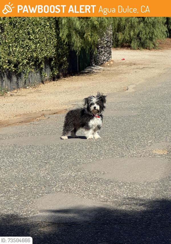 Found/Stray Female Dog last seen Escondido Canyon Road and Tyndall Road, Agua Dulce, CA 91390