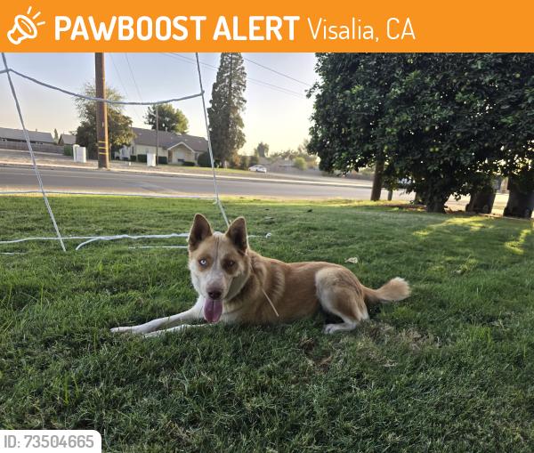 Found/Stray Female Dog last seen K Avenue and Burke St., Visalia, CA 93292