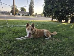 Found/Stray Female Dog last seen K Avenue and Burke St., Visalia, CA 93292