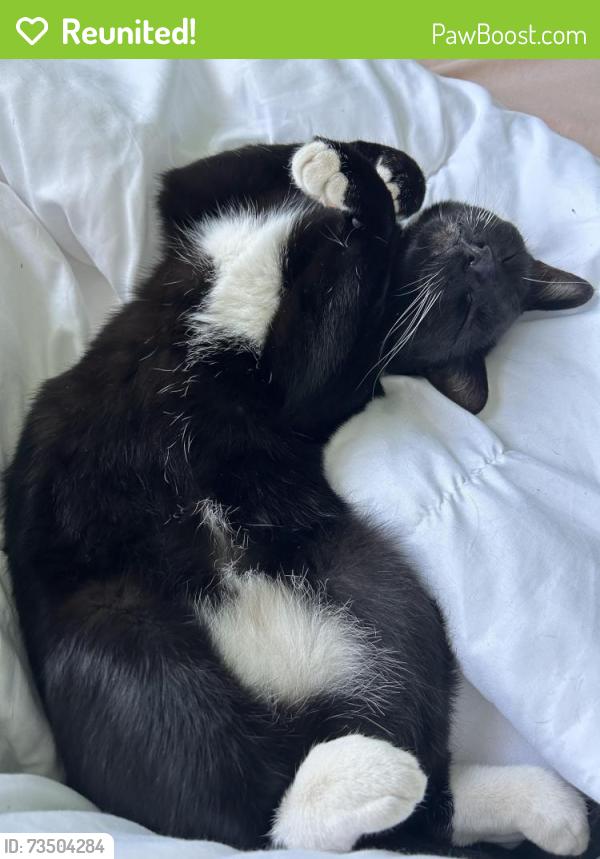 Reunited Female Cat last seen We are in the cndmniums right near Stojanovich Family Park, Campbell, CA 95008