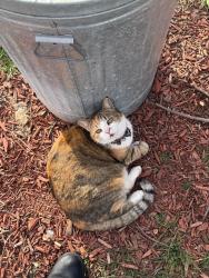Lost Female Cat last seen M3 ranch, Johnson County, TX 76063