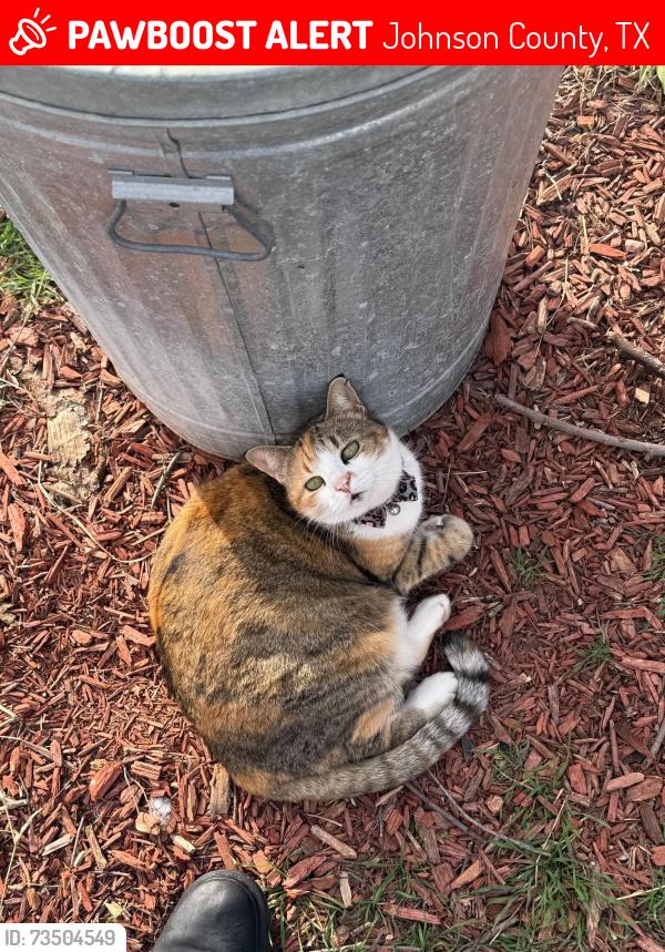 Lost Female Cat last seen M3 ranch, Johnson County, TX 76063