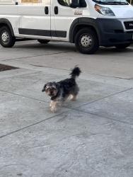 Found/Stray Unknown Dog last seen Beech Elementary School, Fontana, CA 92335