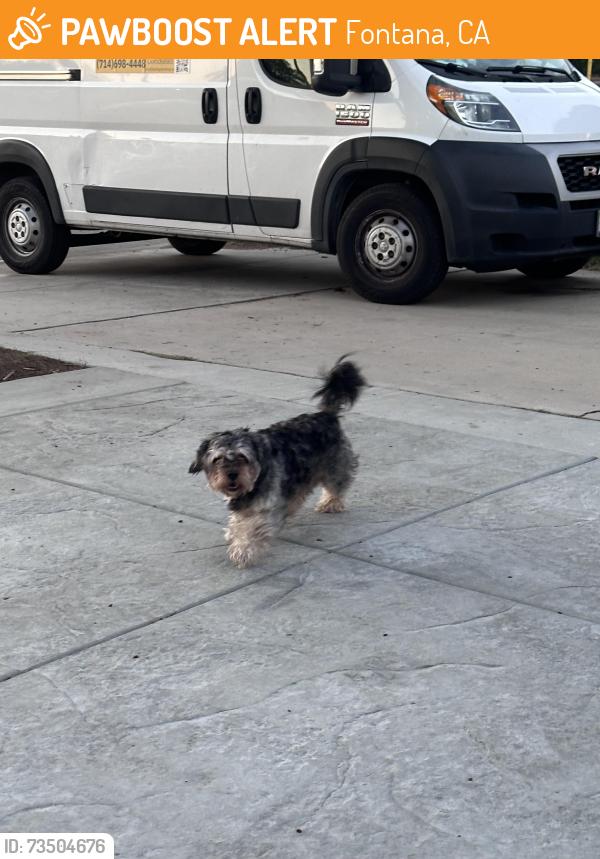 Found/Stray Unknown Dog last seen Beech Elementary School, Fontana, CA 92335