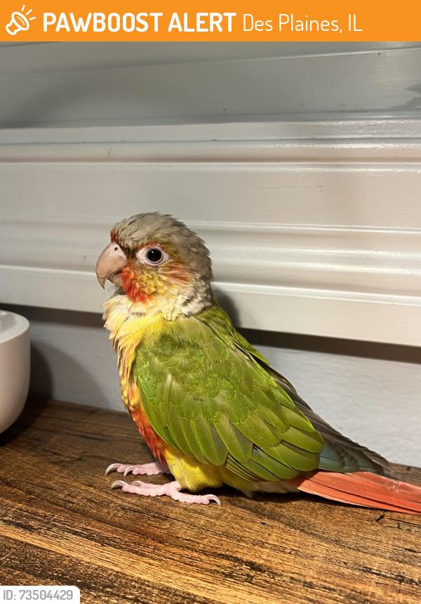 Found/Stray Unknown Bird last seen Near Bay Colony dr Des Plaines, Il, 60016, Des Plaines, IL 60016